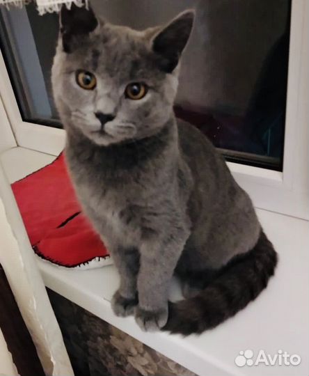 Котенок мальчик