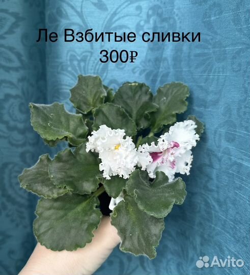 Сортовые фиалки