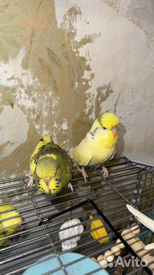 Птенцы Выставочного Волнистого попугая чех