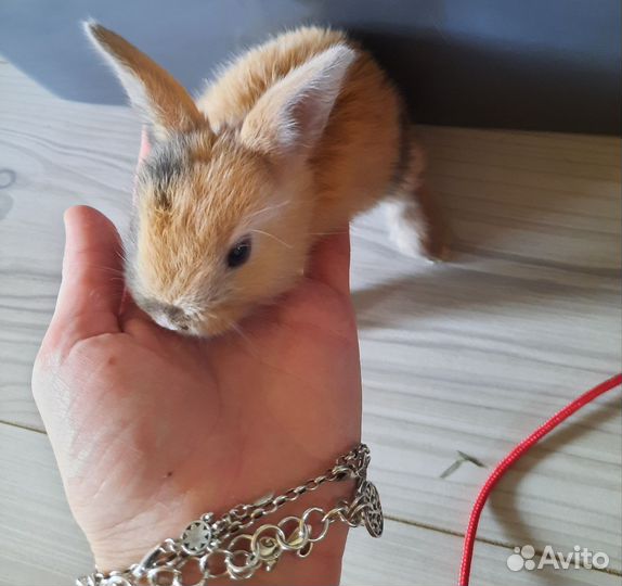 Декоративные кролики