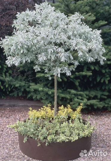 Цветы для Вашего Сада