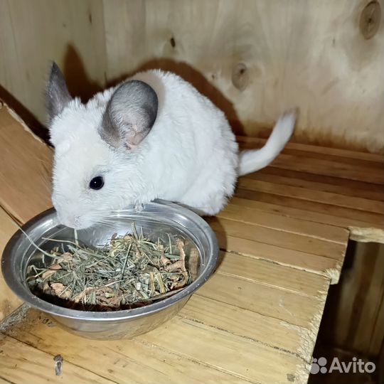 Шиншилла