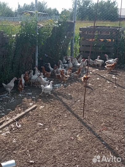 Цыплята несушки подрощенные