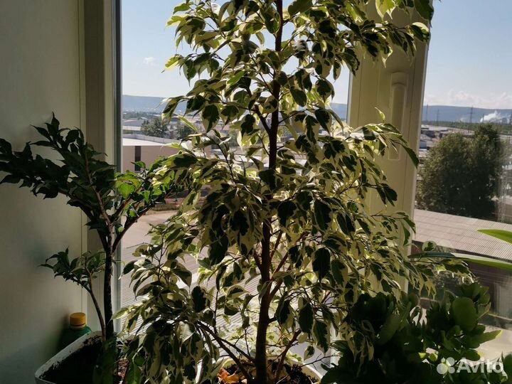 Комнатные цветы