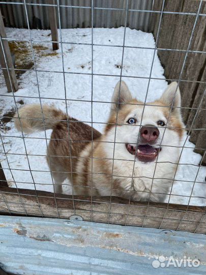 Собака. Мальчик