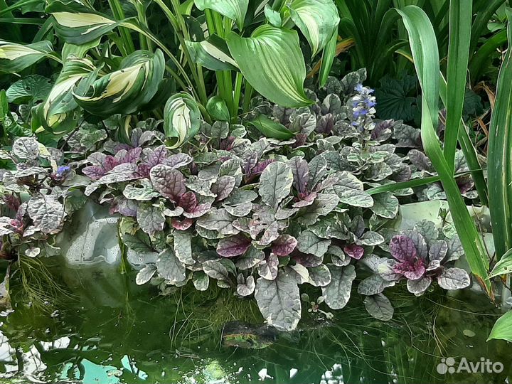 Живучка ползучая