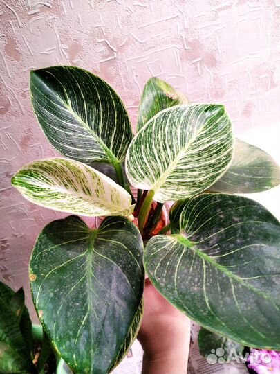 Филодендрон биркин