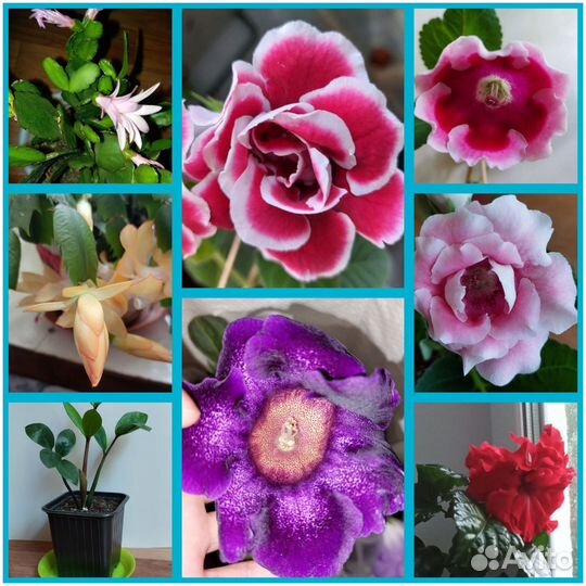 Рипсалидопсис. Глоксиния. Аспарагус