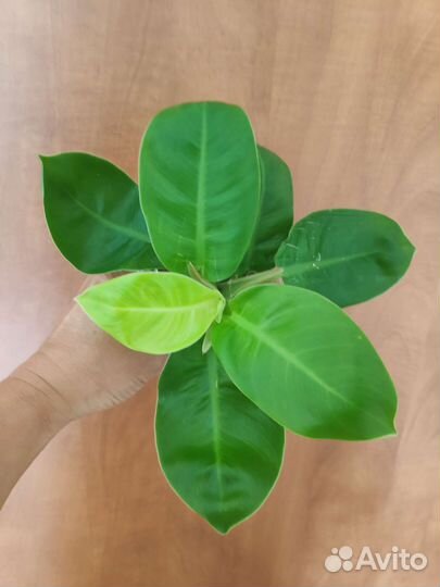 Филодендрон Белая принцесса, Мунлайт, Лемон Лайм