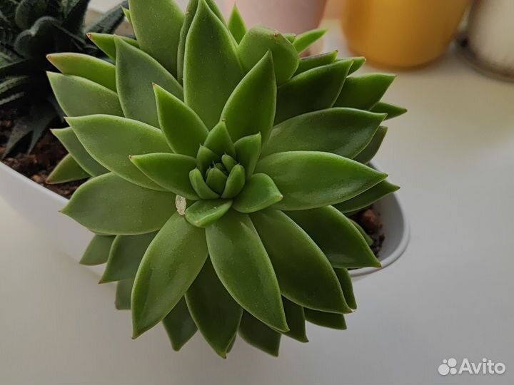 Суккуленты