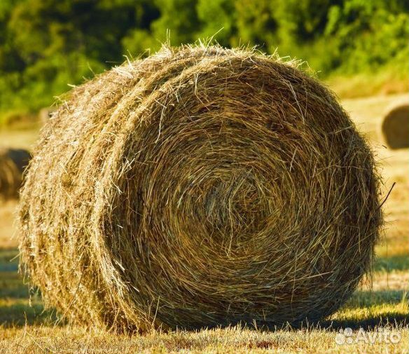 Продам сено в рулонах