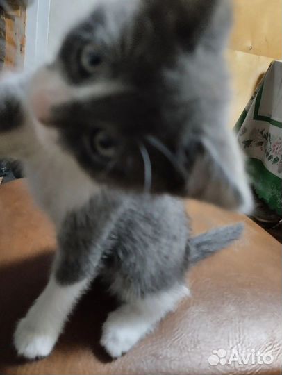 Котёнок,мальчик два месяца.бесплатно