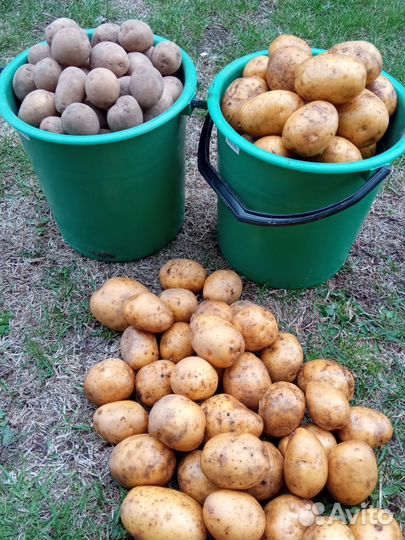 Картофель едовой Картофель семенной