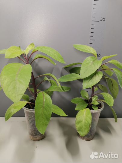 Джинура листья бога