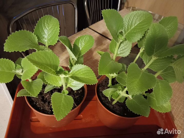 Махито - круглый год Комнатная мята