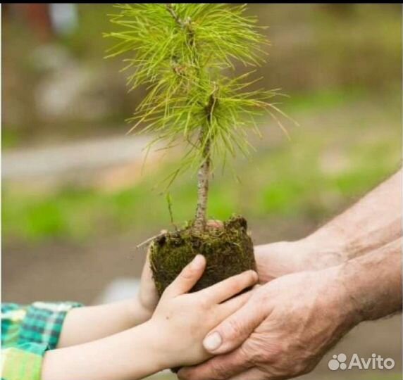 Саженцы сибирского кедра