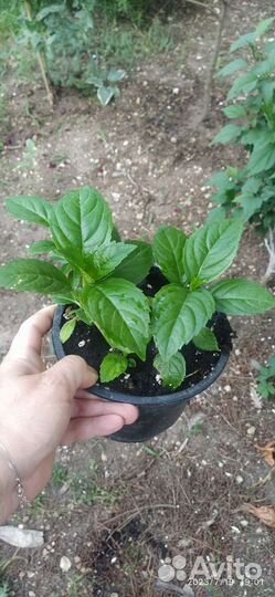 Гортензия крупнолистная