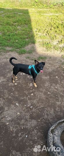 Передержка всех видов животных, гуляю с собаками