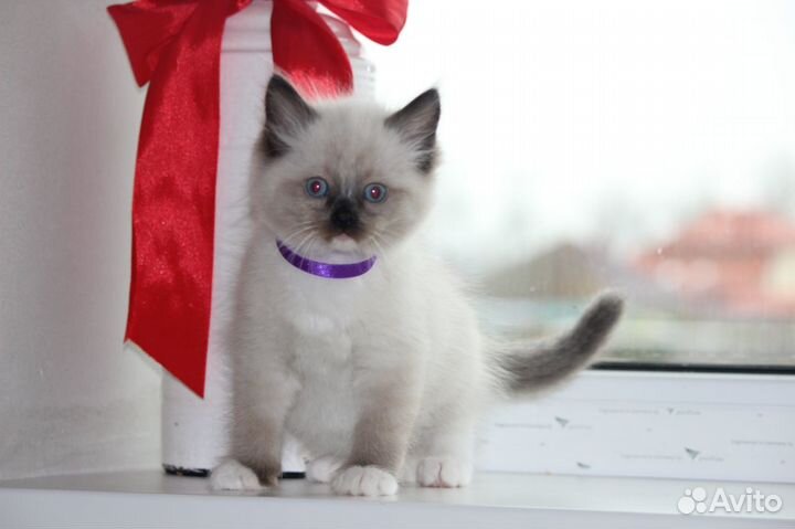 Котята рэгдолл