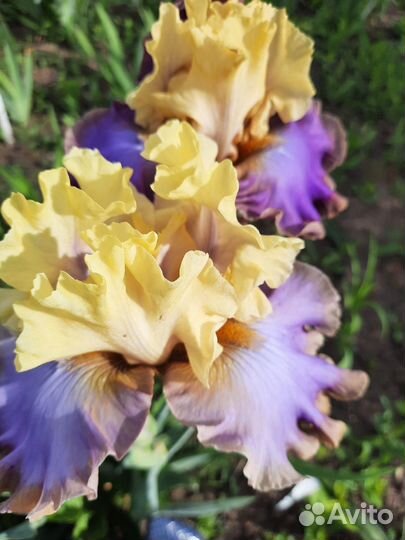 Ирисы