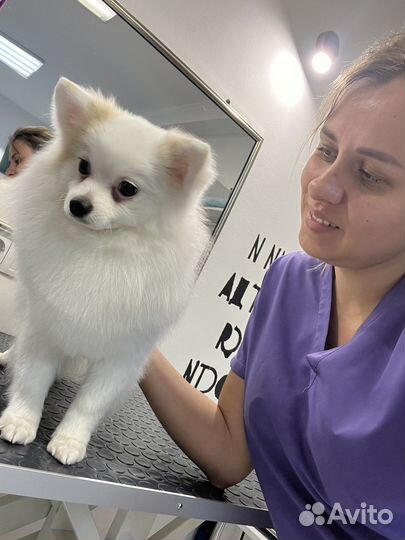 Груминг стрижка животных