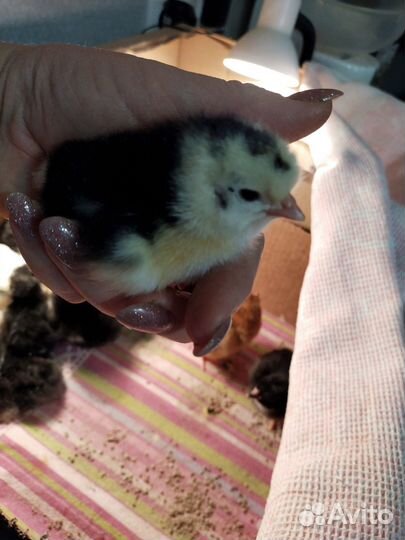 Продаю цыплят