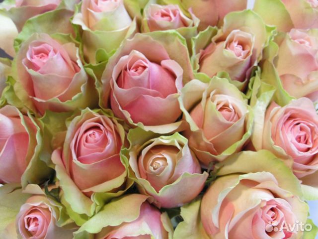 Роза одноголовая букет опт