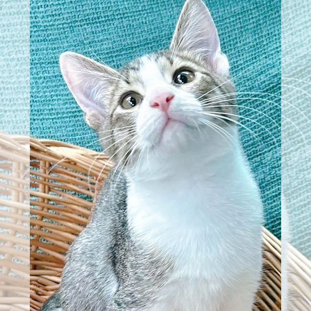 Котёнок в добрые руки