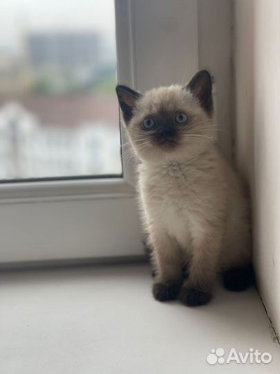 Шатландский кот