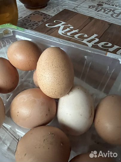 Яйцо домашнее цесарки