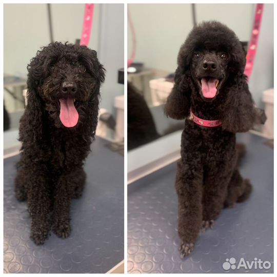 Груминг собак и кошек