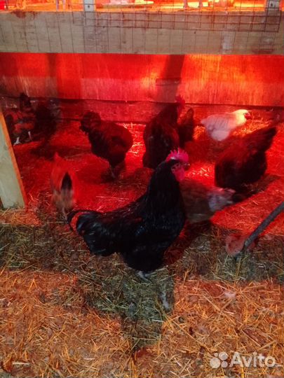 Петухи джейсирский породы