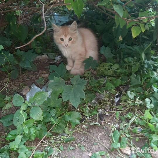 Котятам из подвала некуда идти, нужен приют