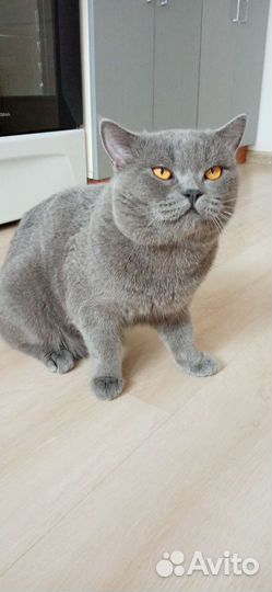 Шотландский кот вязка