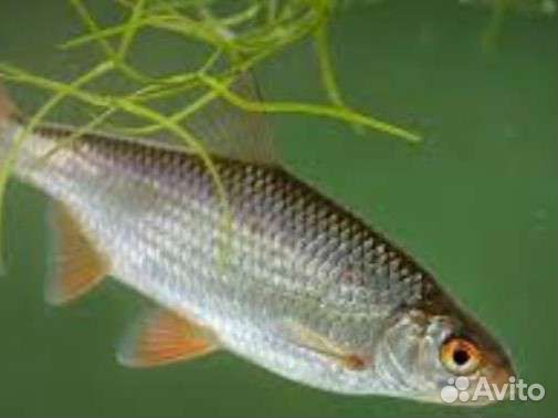 Живец карась