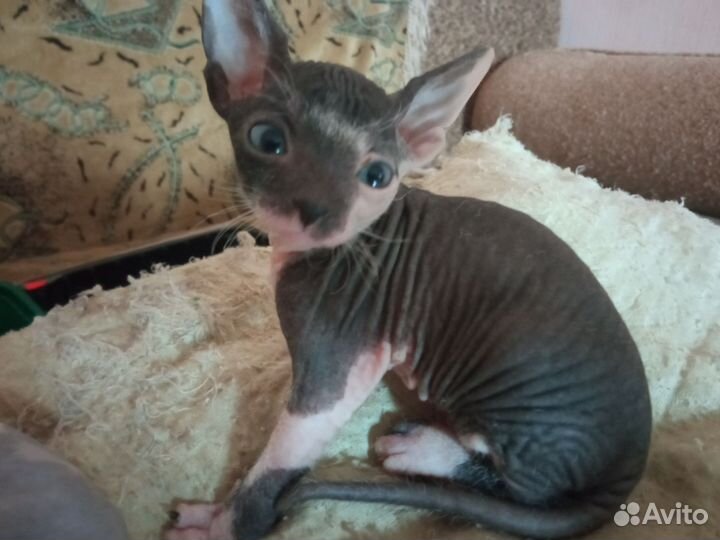 Донской сфинкс