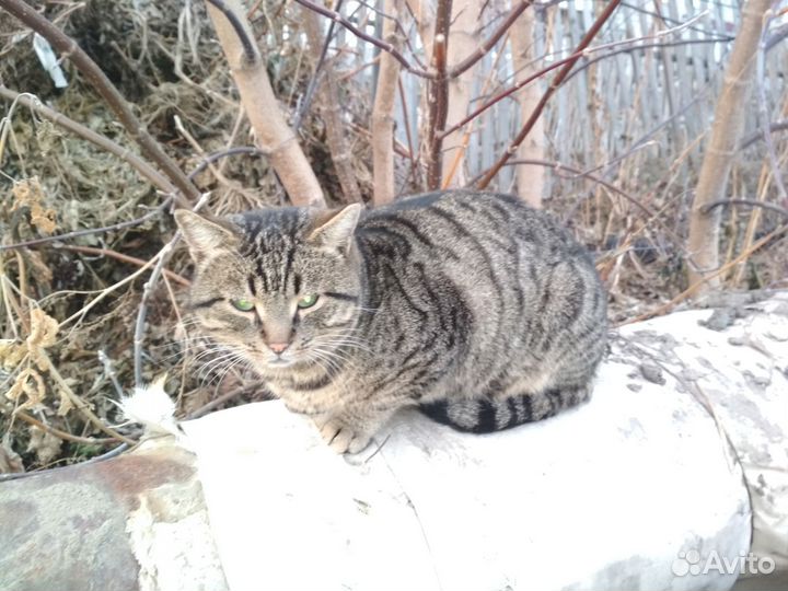 Ласковый котик в добрые руки