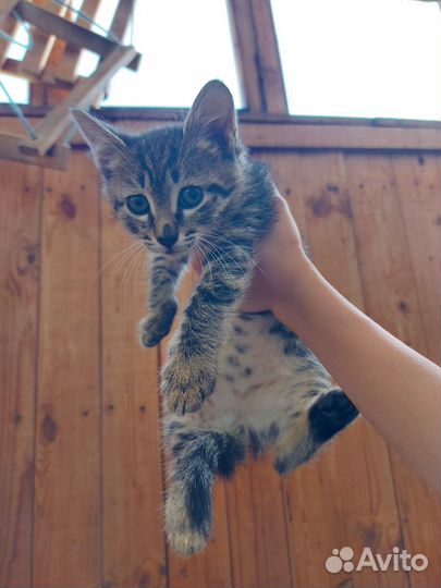 Котёнок очень ждёт тебя