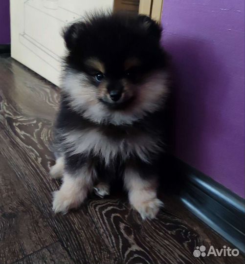 Щенки шпица