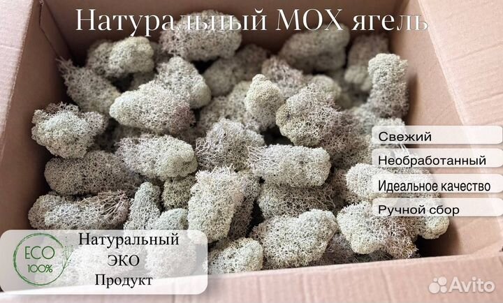 Мох ягель для стабилизации