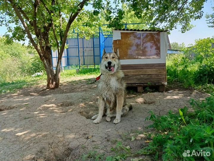 Лайка мальчик 1,5 года