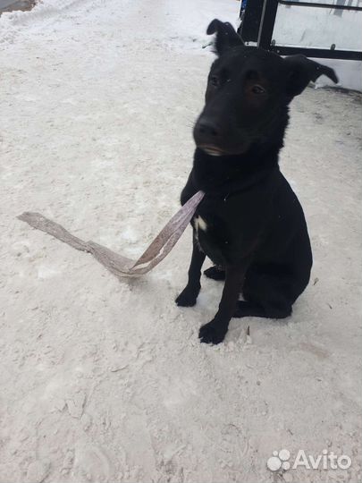 Найдена собака