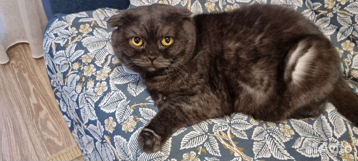 Шотландский кот ищет дом