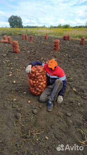 Картофель крупный