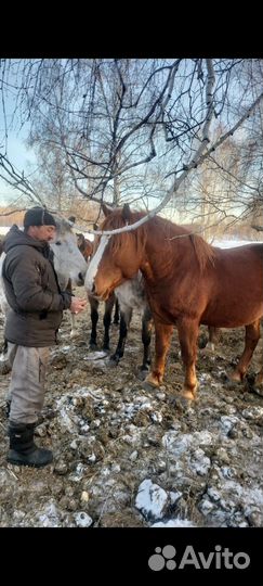 Продам жеребца