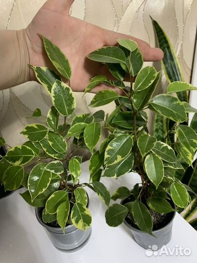 Комнатные цветы (мили,кактусы )