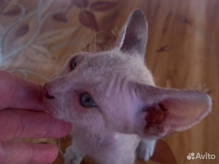 Кошки донской сфинкс