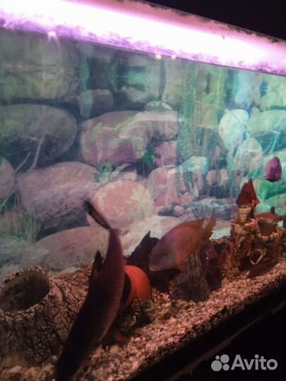 Аквариум