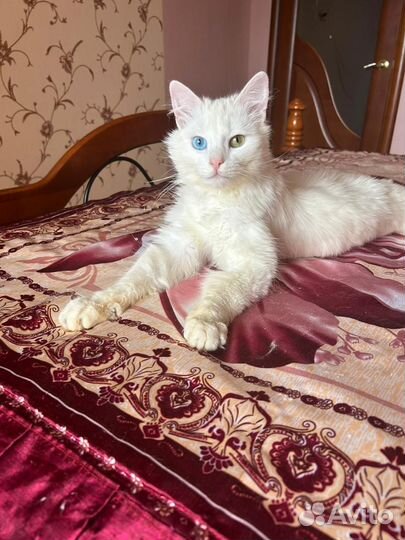 Отдам котика ласкового
