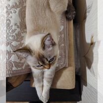 Шотландская прямоухая короткошёрстная кошка, взрослая